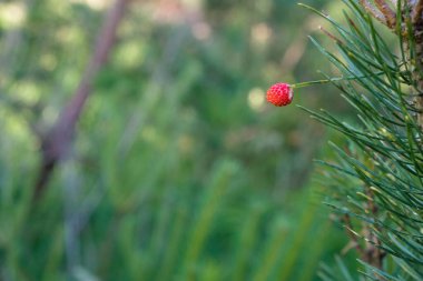 Çam iğnesine batırılmış olgun yabani çilekler. Orman geçmişi bulanık. Boşluğu kopyala.