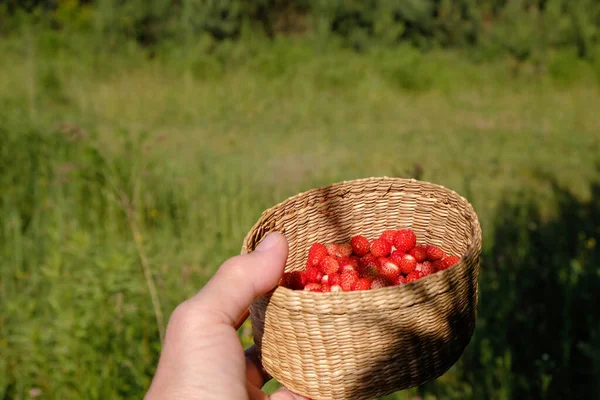 柳条筐和野草莓在一个森林背景的女性手中 在一个阳光灿烂的早晨在乌克兰采摘浆果 尖锐的阴影 复制空间 — 图库照片
