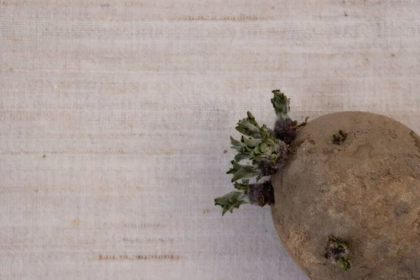 Potato Sprouts Natural Linen Fabric Background Potato Buds Copy Space — Stockfoto