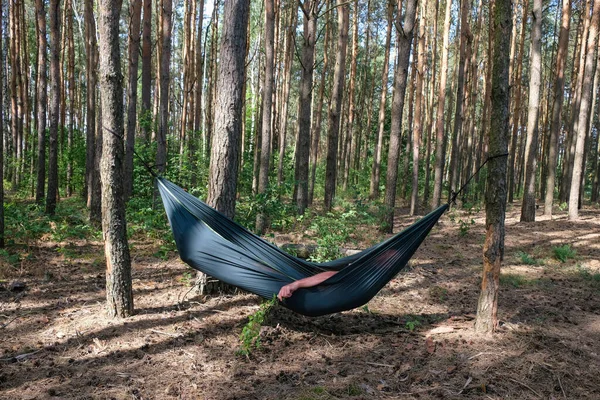 Hammock with a resting man on a pine forest background. Hand with a green branch to protect against mosquitoes.