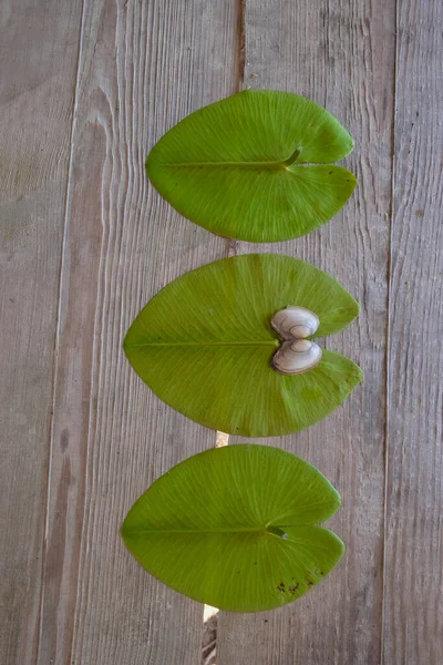 Waterlelie Bladeren Schelp Van Een Zoetwater Slakkensoort Een Houten Achtergrond — Stockfoto