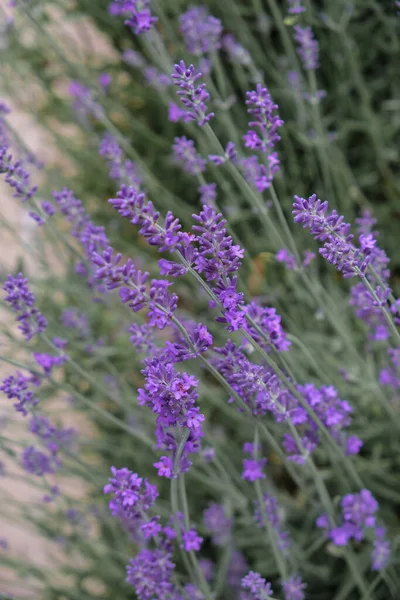 Lavanda Antes Lluvia Imagen Vertical — Foto de Stock