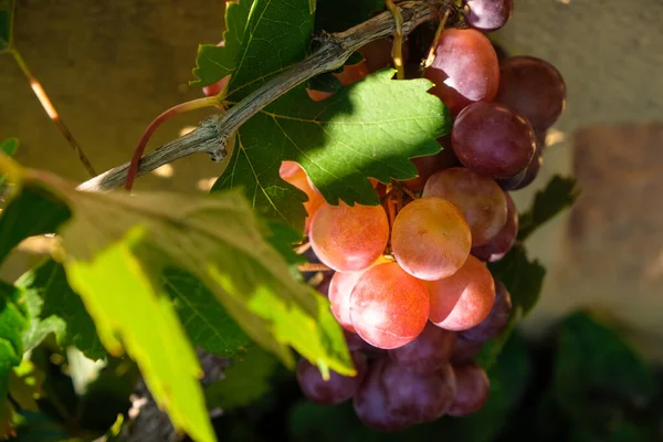 Provence Akşam Güneşinde Bir Demet Üzüm — Stok fotoğraf