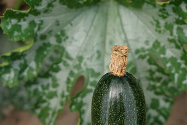 Een Deel Van Donkergroene Courgette Een Groen Grijze Achtergrond Kopieerruimte — Stockfoto