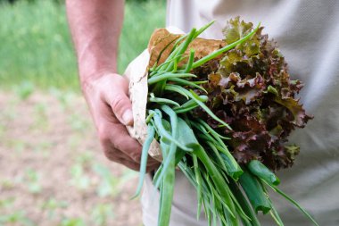 Kese kağıdında marul ve yeşil soğan. Sahada sebzeli adam.