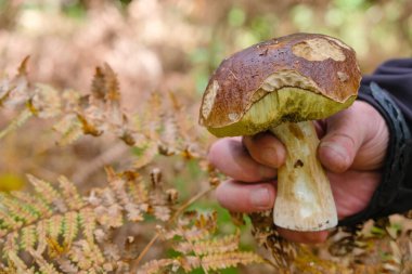 Boletus mantar kapağı. Bulanık sonbahar arka planında bir adamın avucundaki yenilebilir büyük mantar. Boşluğu kopyala.
