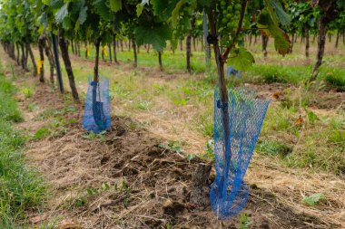 Genç bir sarmaşığın üzerinde mavi plastik koruyucu ağ. Genç üzümler eski bir sarmaşıkta toplanır. Rheinhessen, Almanya.