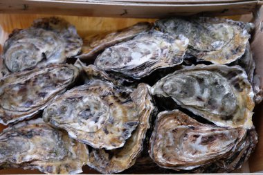 Markette tahta kutulardaki istiridyeler. Taze istiridyeler seçici odak.