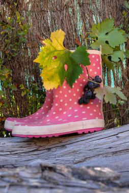 Pembe benekli lastik çizmeler ve üzümler. Kuru selvi ağacı. Üzüm mevsimi konsepti. Dikey resim.