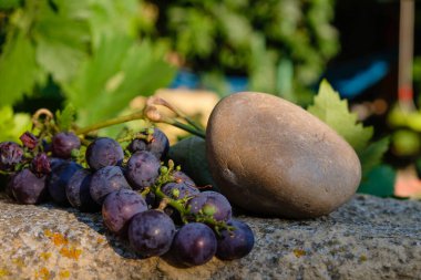 Provence bağından üzümler ve yuvarlak taşlar. Isıtılmış çakıl taşları sarmaşığa ısı verir..