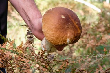 Güneşli bir sabahta eğreltiotu arka planında insan eli Boletus..