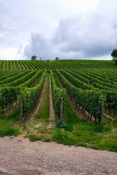 Winnica Riesling Niedaleko Oppenheim Niemcy Region Winiarski Rheinhessen Turystyka Winna — Zdjęcie stockowe