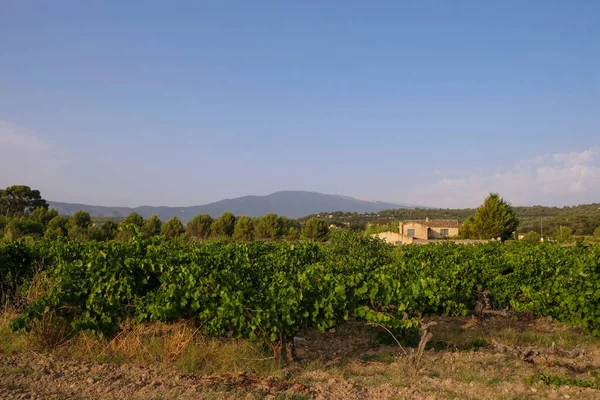 Wijngaard Een Achtergrond Van Mont Ventoux Berg Avond Gouden Uur — Stockfoto