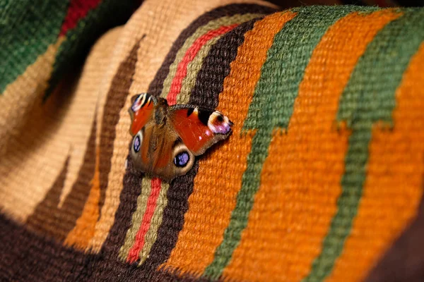 Ένα Ξηρό Μάτι Παγωνιού Πεταλούδα Ένα Λεπτό Μοτίβο Στα Ανοιχτά — Φωτογραφία Αρχείου