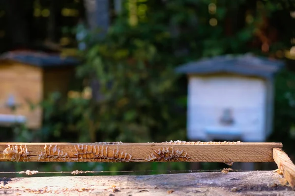 밀랍의 잔여물이 벌집을 우크라이나 양봉원 에서의 — 스톡 사진