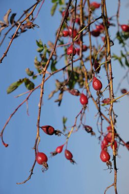 Gökyüzü arka planında gül kalça dalı. Hasat için olgun meyveler. Dikey resim.