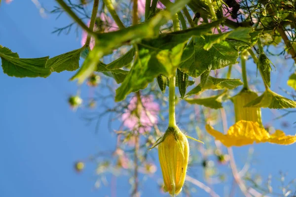 Pompoenen Bloemen Lucht Achtergrond Bodemschot Zonnige Ochtend — Stockfoto