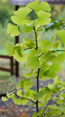 Ginkgo Biloba Genç Ağacı Sararmaya Başlıyor. Maidenhair Ağacı 'nın Dayanıklılık ve Tıbbi Özellikleri. Uzun Yaşam, Yenilenme ve Doğal İyileştirme kavramları. Zihin İçin Huzurlu Video.
