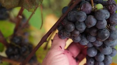Şarap üreticisinin eli dikkatlice bir demet mor üzüme dokunur. Şarap yapma tutkusu ve aşkı.