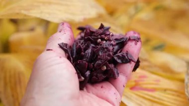 Kadın Şarap Yapım Sürecini Gösteriyor. Sarı Yaprakların Bulanık Sonbahar Arkaplanındaki Şarap Üreticisinin Elindeki Üzüm Çiçeği veya Marc.