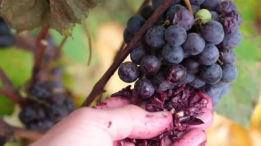 Şarap imalatçısının eli, üzümlü ve üzümlü bir demet kırmızı üzümlü..