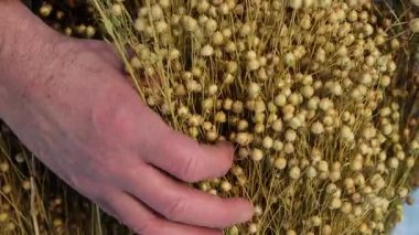 Flax sheaf. Kuru keten giymiş bir adamın eli.