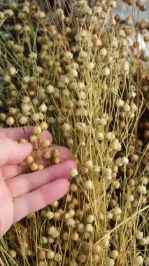 Bir kadının eli keten tohumlarını keten kabuklarından ayırır. Kuru keten giymiş bir çiftçi eli.