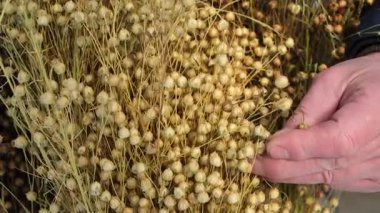 Elinde kuru keten demeti olan bir adam eli. Çevre dostu malzemelere olan talep artıyor. Sürdürülebilir kaynak.