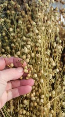 Ketenli çiftçi eli. Kadın keten tohumları gösteriyor..