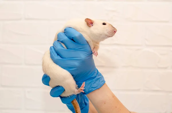 White rat dumbo siam at a veterinarian doctor appointment with hands in blue gloves, examination of rat with hands