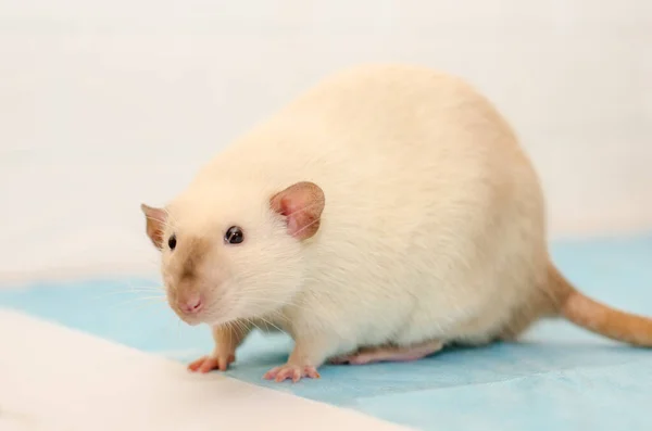 Rat Blanc Dumbo Siam Rendez Vous Chez Médecin Vétérinaire Avec — Photo