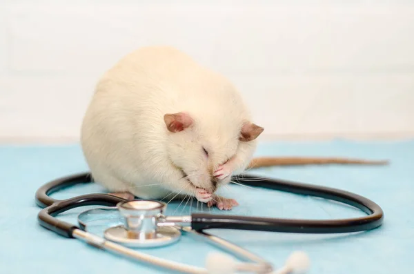 White Rat Dumbo Siam Sitting Table Veterinarian Doctor Stethoscope Examination — Stock Photo, Image