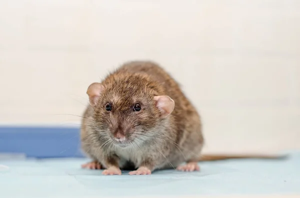 Gray rat at veterinarian doctor appointment with a test tubes. Examination of rat, inspection of ears and blood