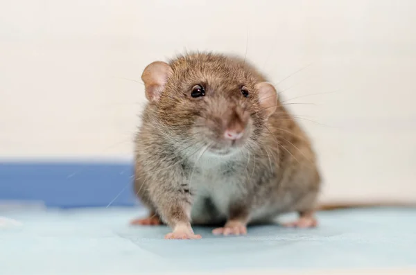 Rata Gris Cita Con Médico Veterinario Con Tubos Ensayo Examen — Foto de Stock