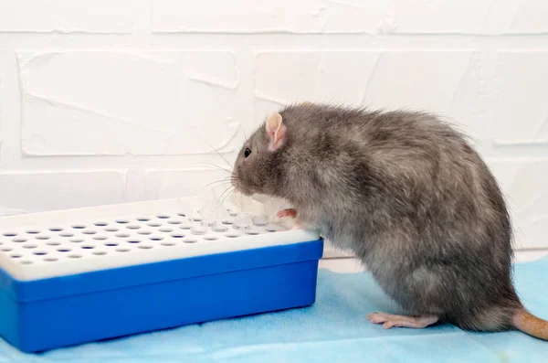 Rata Gris Cita Con Médico Veterinario Con Tubos Ensayo Examen — Foto de Stock