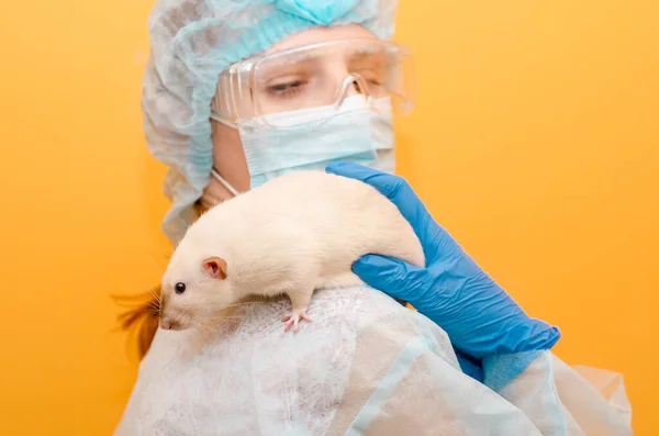 Médica feminina fica com dumbo de rato branco no ombro, em máscara, óculos, luvas, com estetoscópio em fundo amarelo — Fotografia de Stock