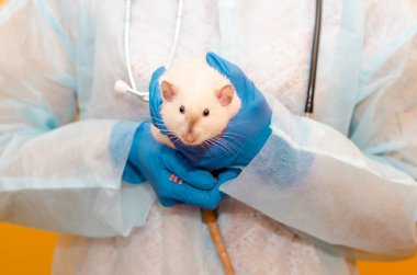 Kadın veteriner, koruyucu giysili beyaz fare siperi, mavi eldiven, sarı arka planda steteskop.