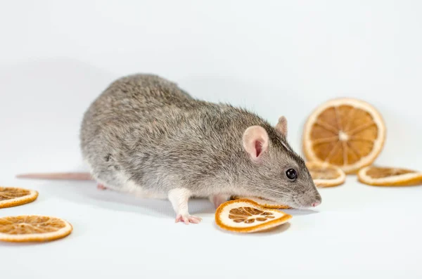 Rata Gris Con Rodajas Naranja Sobre Fondo Blanco Concepto Alimentación — Foto de Stock