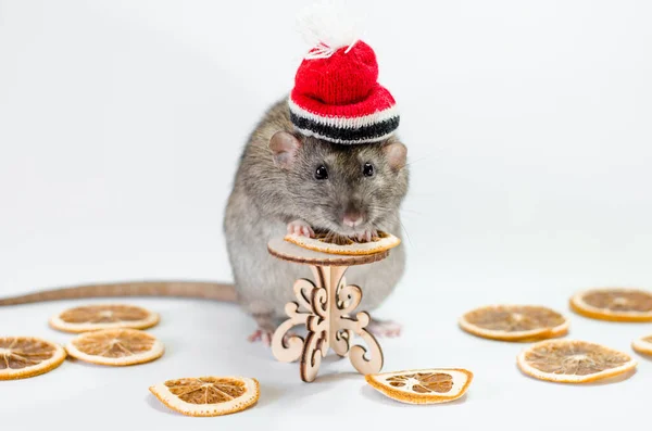 Szürke Patkány Karácsony Piros Kalap Narancs Szeletek Egy Asztal Fehér — Stock Fotó