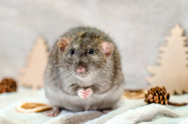 Gray Rat Vánoční Stromky Plátky Pomeranče Kornouty Šedém Pozadí Zdravé — Stock fotografie