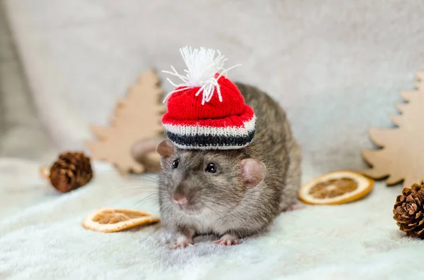 Szürke Patkány Karácsony Piros Kalap Fák Narancs Szeletek Kúpok Fehér — Stock Fotó