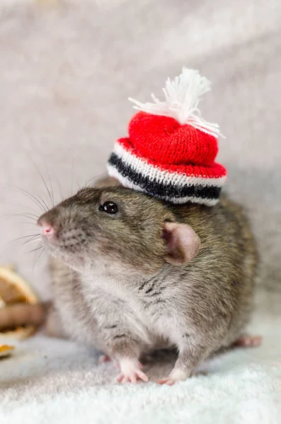 Szürke Patkány Karácsonykor Piros Kalap Wihh Fák Narancs Szeletek Kúpok — Stock Fotó