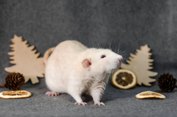 Fehér Patkány Karácsonyfák Narancs Szeletek Kúpok Szürke Alapon Egészséges Élelmiszer — Stock Fotó