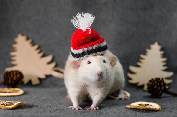 Fehér Patkány Karácsony Piros Kalap Fák Narancs Szeletek Kúpok Fehér — Stock Fotó