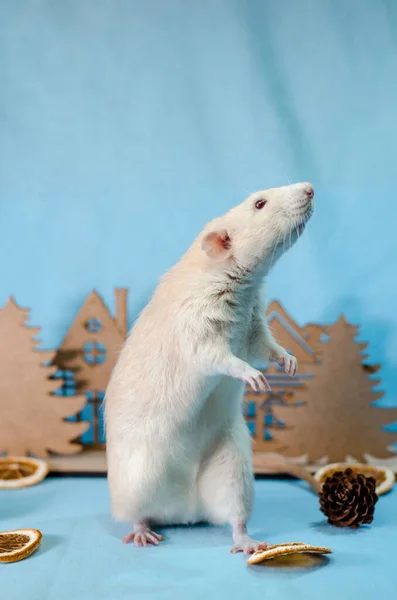 Szürke Patkány Karácsonyfákon Narancs Szeletek Kúpok Szürke Alapon Egészséges Étel — Stock Fotó