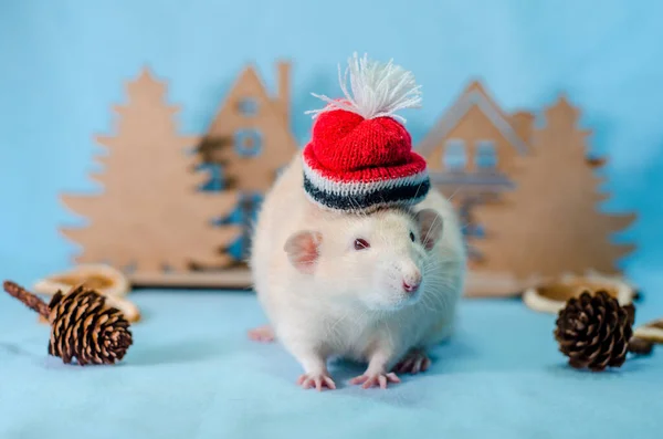 Fehér Patkány Karácsony Piros Kalap Fák Narancs Szeletek Kúpok Kék — Stock Fotó