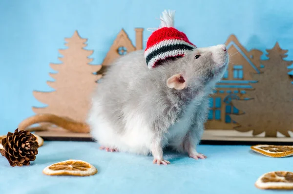 Szürke Patkány Karácsony Piros Kalap Fák Narancs Szeletek Kúp Kék — Stock Fotó