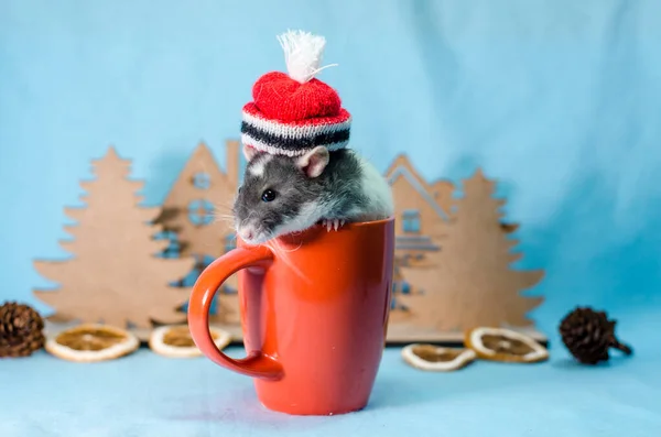 Szürke Patkány Karácsonykor Piros Kalap Csésze Fák Narancs Szeletek Kúp — Stock Fotó