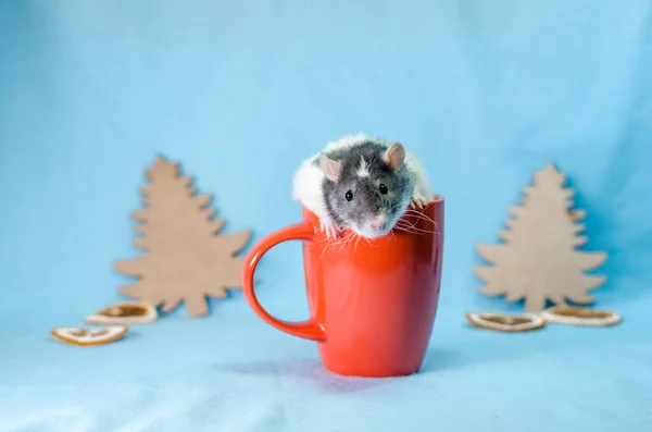 Szürke Patkány Karácsonykor Piros Csésze Fákkal Narancssárga Szeletek Kúpok Kék — Stock Fotó
