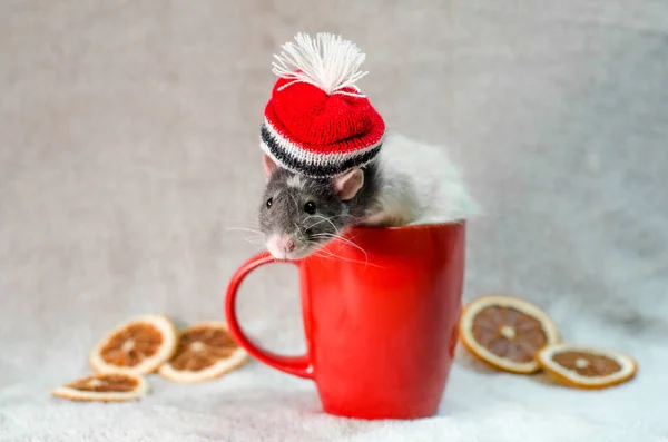 Szürke Patkány Karácsonykor Piros Kalap Csésze Fák Narancs Szeletek Kúpok — Stock Fotó